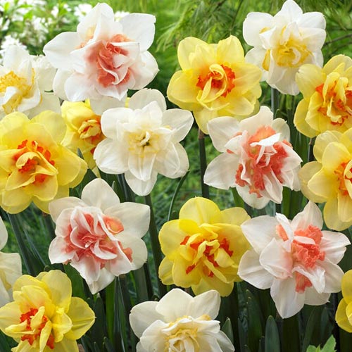 NARCISSUS MIXED DOUBLE
