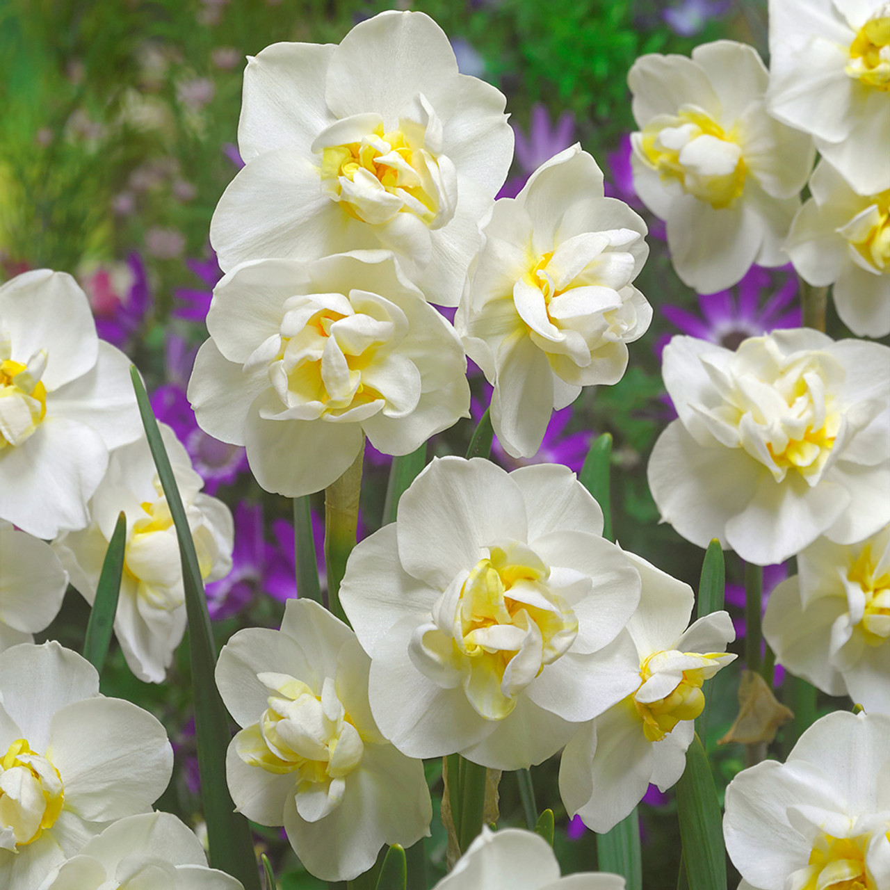 NARCISSUS WHITE DOUBLE
