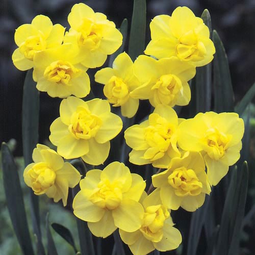 NARCISSUS YELLOW DOUBLE